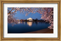 Cherry Blossom Tree with Jefferson Memorial, Washington DC Fine Art Print