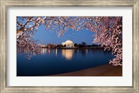 Cherry Blossom Tree with Jefferson Memorial, Washington DC Fine Art Print