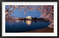 Cherry Blossom Tree with Jefferson Memorial, Washington DC Fine Art Print