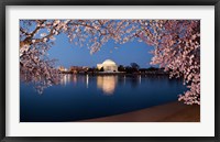 Cherry Blossom Tree with Jefferson Memorial, Washington DC Framed Print