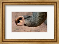 African elephant, (Loxodonta africana), Elephant Trunk, Samburu National Reserve, Kenya Fine Art Print