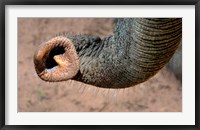 African elephant, (Loxodonta africana), Elephant Trunk, Samburu National Reserve, Kenya Fine Art Print