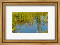Reflection of a bird on water, Boynton Beach, Florida, USA Fine Art Print