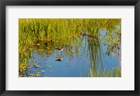 Reflection of a bird on water, Boynton Beach, Florida, USA Fine Art Print