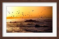 Flock of seagulls fishing in waves at sunset, Morbihan, Brittany, France Fine Art Print