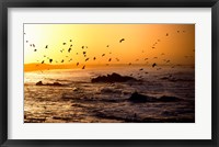 Flock of seagulls fishing in waves at sunset, Morbihan, Brittany, France Fine Art Print