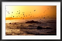 Flock of seagulls fishing in waves at sunset, Morbihan, Brittany, France Fine Art Print