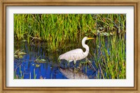 Reflection of white crane in pond, Boynton Beach, Florida, USA Fine Art Print