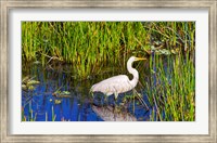 Reflection of white crane in pond, Boynton Beach, Florida, USA Fine Art Print