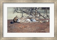 Cheetah, Ndutu, Ngorongoro, Tanzania Fine Art Print