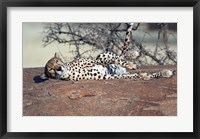Cheetah, Ndutu, Ngorongoro, Tanzania Fine Art Print