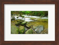 Stream following through a forest, Little River, Great Smoky Mountains National Park, Tennessee, USA Fine Art Print
