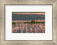 Cape Buffalo Grazing among Flamingos Fine Art Print