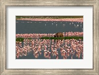 Cape Buffalo Grazing among Flamingos Fine Art Print