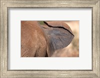 African elephant, (Loxodonta africana), Elephant Ear, Samburu National Reserve, Kenya Fine Art Print