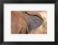 African elephant, (Loxodonta africana), Elephant Ear, Samburu National Reserve, Kenya Fine Art Print