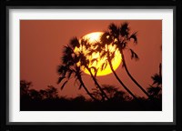 Sunrise behind silhouetted trees, Kenya, Africa Fine Art Print