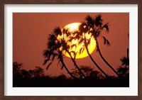 Sunrise behind silhouetted trees, Kenya, Africa Fine Art Print