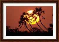 Sunrise behind silhouetted trees, Kenya, Africa Fine Art Print