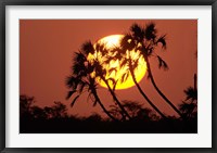 Sunrise behind silhouetted trees, Kenya, Africa Fine Art Print