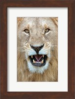 Close-up of a lion (Panthera leo) yawning, Masai Mara National Reserve, Kenya Fine Art Print