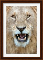Close-up of a lion (Panthera leo) yawning, Masai Mara National Reserve, Kenya Fine Art Print