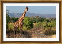 Giraffe walking across plain, Kenya Fine Art Print
