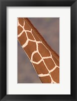 Reticulated giraffe (Giraffa camelopardalis reticulata) neck, Samburu National Park, Rift Valley Province, Kenya Fine Art Print