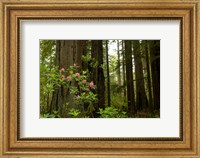 Redwood trees and rhododendron flowers in a forest, Del Norte Coast Redwoods State Park, Del Norte County, California, USA Fine Art Print