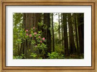 Redwood trees and rhododendron flowers in a forest, Del Norte Coast Redwoods State Park, Del Norte County, California, USA Fine Art Print