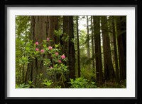 Redwood trees and rhododendron flowers in a forest, Del Norte Coast Redwoods State Park, Del Norte County, California, USA Fine Art Print