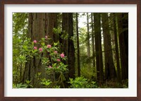 Redwood trees and rhododendron flowers in a forest, Del Norte Coast Redwoods State Park, Del Norte County, California, USA Fine Art Print