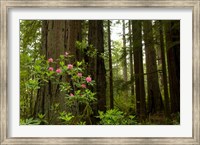 Redwood trees and rhododendron flowers in a forest, Del Norte Coast Redwoods State Park, Del Norte County, California, USA Fine Art Print