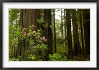 Redwood trees and rhododendron flowers in a forest, Del Norte Coast Redwoods State Park, Del Norte County, California, USA Framed Print