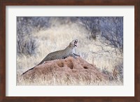 Leopard (Panthera pardus) yawning on a termite mound, Kenya Fine Art Print