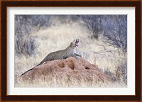Leopard (Panthera pardus) yawning on a termite mound, Kenya Fine Art Print