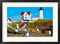 Seagulls at Nubble Lighthouse, Cape Neddick, York, Maine, USA Fine Art Print