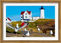 Seagulls at Nubble Lighthouse, Cape Neddick, York, Maine, USA Fine Art Print