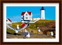 Seagulls at Nubble Lighthouse, Cape Neddick, York, Maine, USA Fine Art Print