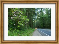 Redwood trees and Rhododendron flowers in a forest, U.S. Route 199, Del Norte County, California, USA Fine Art Print