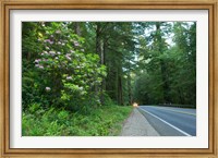 Redwood trees and Rhododendron flowers in a forest, U.S. Route 199, Del Norte County, California, USA Fine Art Print