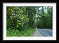 Redwood trees and Rhododendron flowers in a forest, U.S. Route 199, Del Norte County, California, USA Fine Art Print