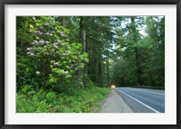 Redwood trees and Rhododendron flowers in a forest, U.S. Route 199, Del Norte County, California, USA Fine Art Print