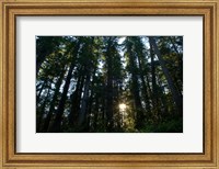 Redwood trees in a forest, Del Norte Coast Redwoods State Park, Del Norte County, California, USA Fine Art Print
