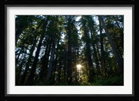 Redwood trees in a forest, Del Norte Coast Redwoods State Park, Del Norte County, California, USA Fine Art Print
