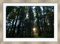 Redwood trees in a forest, Del Norte Coast Redwoods State Park, Del Norte County, California, USA Fine Art Print