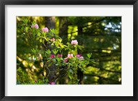 Rhododendron flowers in a forest, Del Norte Coast Redwoods State Park, Del Norte County, California, USA Fine Art Print