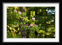 Rhododendron flowers in a forest, Del Norte Coast Redwoods State Park, Del Norte County, California, USA Fine Art Print
