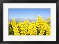Yellow lupines in a field, Del Norte County, California, USA Fine Art Print