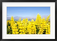 Yellow lupines in a field, Del Norte County, California, USA Fine Art Print